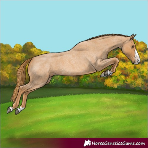 Horse Color:Red Roan Splash 