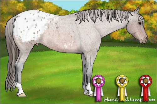 Horse Color:Bay Roan Appaloosa 