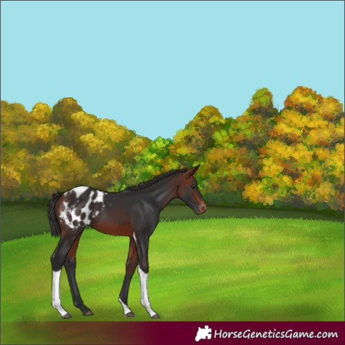 Horse Color:Bay Tobiano Blanket