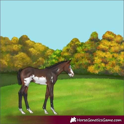Horse Color:Brown Frame