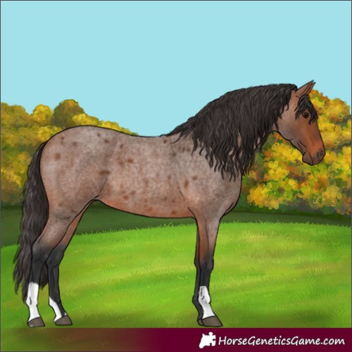 Horse Color:Bay Roan 