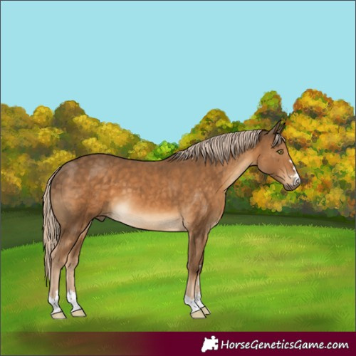 Horse Color:Pseudo Chocolate Palomino 