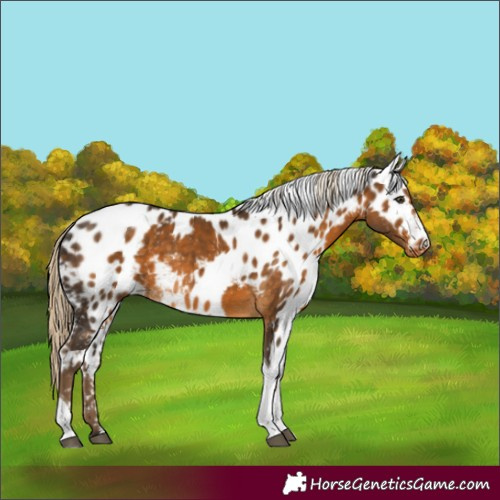 Horse Color:Chocolate Palomino Tobiano Skewed LP Spotted