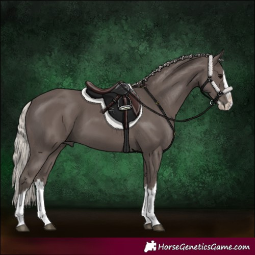 Horse Color:Silver Black Splash