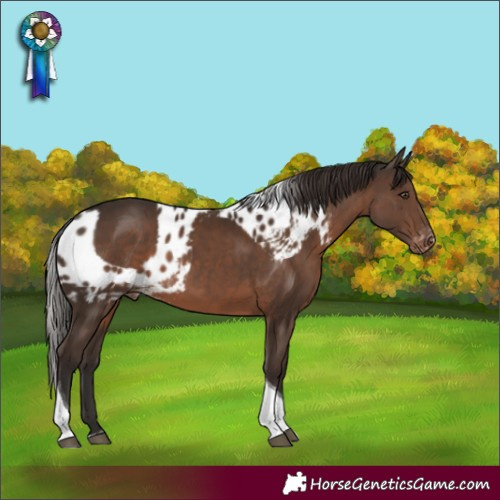 Horse Color:Liver Chestnut Tobiano Skewed LP Spotted Rabicano