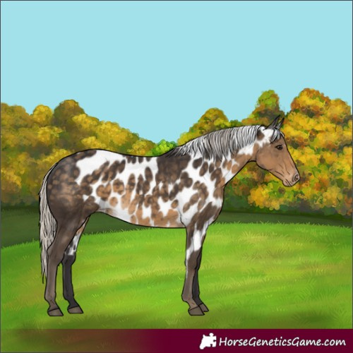 Horse Color:Silver Smoky Black Skewed LP Spotted Rabicano