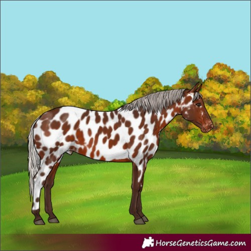 Horse Color:Silver Brown Skewed LP Spotted Rabicano 