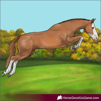 Horse Color:Chestnut Splash 