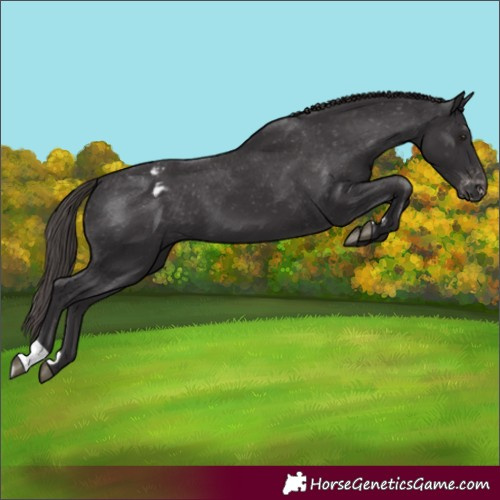 Horse Color:Smoky Black Appaloosa