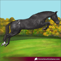 Horse Color:Smoky Black Blanket 