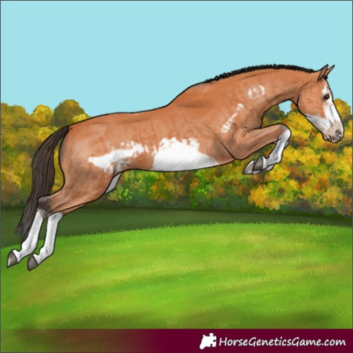 Horse Color:Bay Splash Frame and Bay Splash Frame