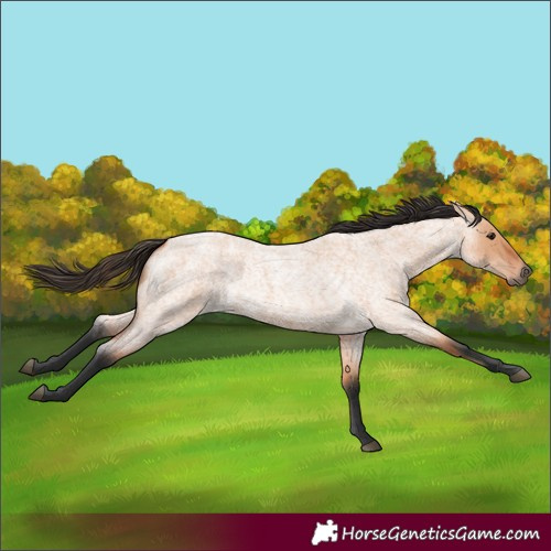 Horse Color:Bay Roan Dun