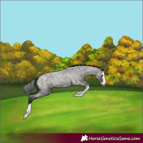 Horse Color:Gray Grullo Roan Splash