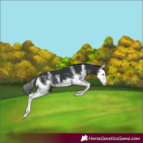 Horse Color:Black Sabino Splash 