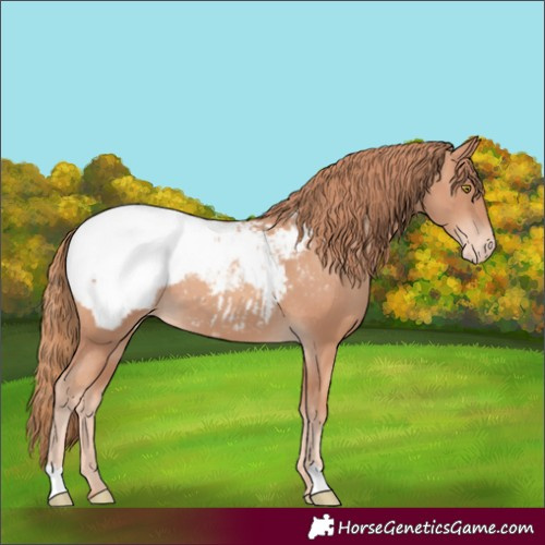 Horse Color:Gold Champagne Appaloosa 