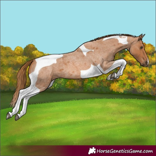 Horse Color:Red Roan Tobiano 
