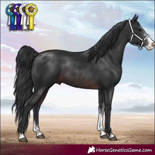 Horse Color:Brown Sabino 