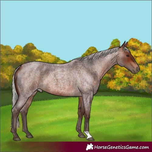 Horse Color:Silver Brown Roan 