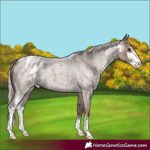 Horse Color:Silver Blue Roan Sabino Blanket 