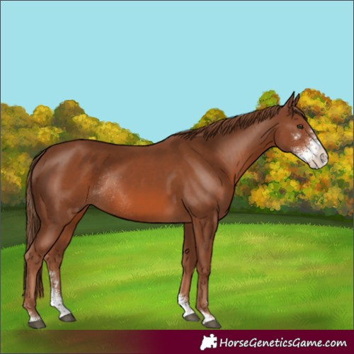 Horse Color:Chestnut Sabino Rabicano 