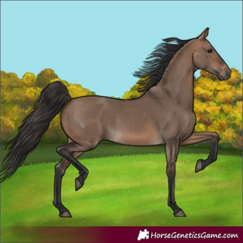 Horse Color:Brown Dun 