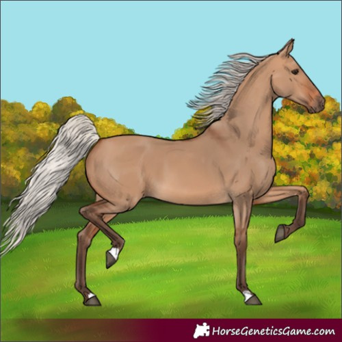 Horse Color:Silver Bay Dun