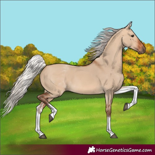 Horse Color:White Spotted Silver Bay Dun 