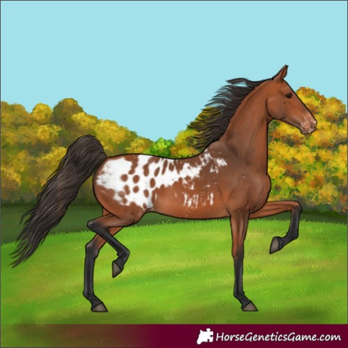 Horse Color:Bay Blanket 
