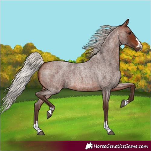 Horse Color:Unknown 