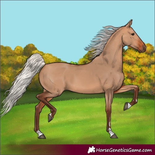 Horse Color:Silver Bay Dun 