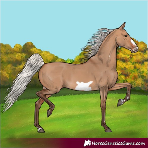 Horse Color:Silver Bay Dun Frame