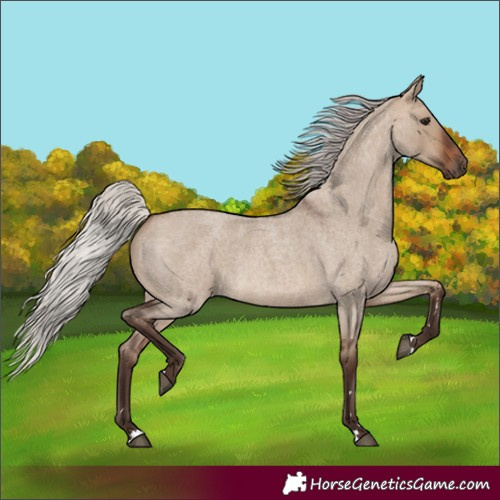 Horse Color:Unknown 