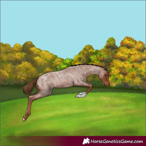 Horse Color:Red Roan 