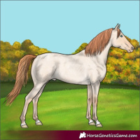 Horse Color:Gray Smoky Creme Roan Dun Varnish