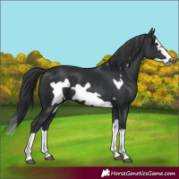 Horse Color:Black Splash Frame