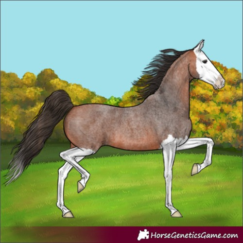 Horse Color:Bay Roan Splash 