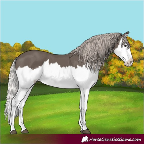 Horse Color:Silver Black Splash 