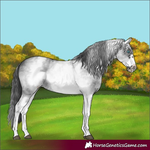 Horse Color:White Spotted Black Sabino Frame
