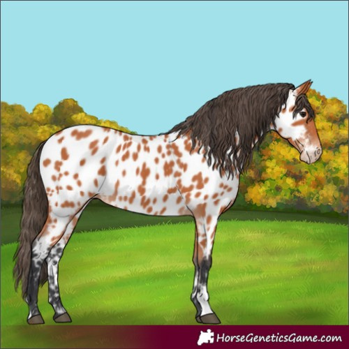 Horse Color:Bay Appaloosa 