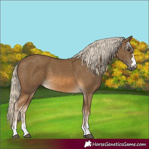 Horse Color:Chocolate Palomino 