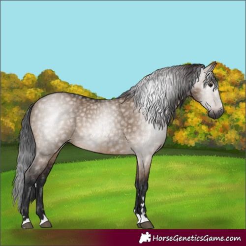 Horse Color:Gray Bay Dun 