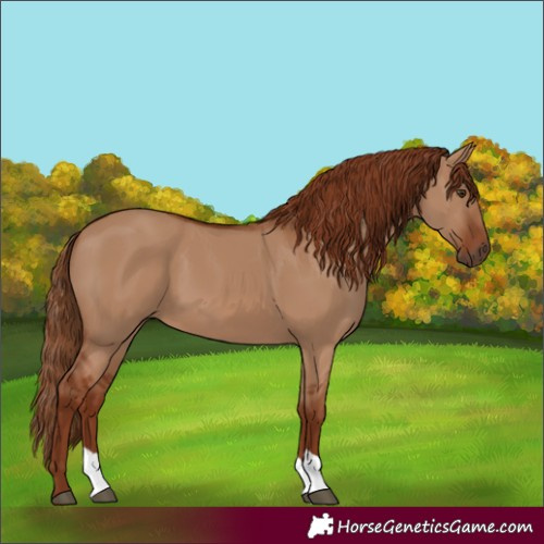 Horse Color:Red Dun