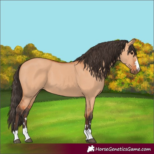 Horse Color:Bay Dun 