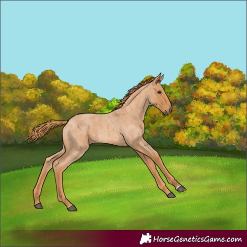 Horse Color:Red Roan 