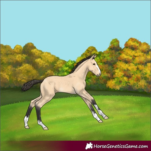Horse Color:Buckskin 