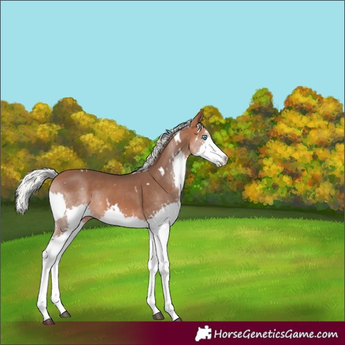 Horse Color:White Spotted Silver Bay Splash