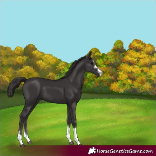 Horse Color:Smoky Black 