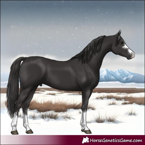 Horse Color:Smoky Black 