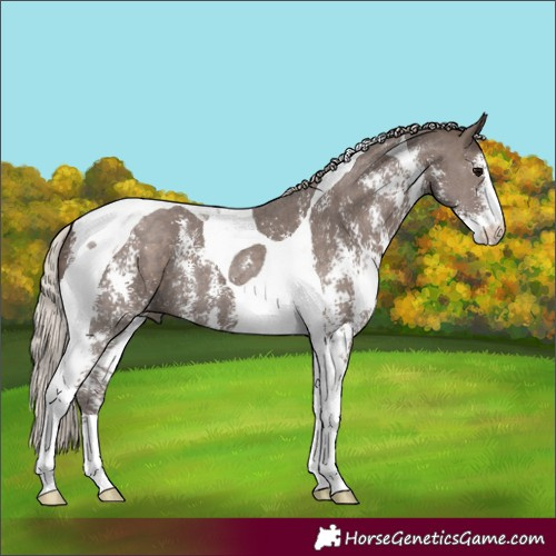 Horse Color:Silver Black Sabino Tobiano 