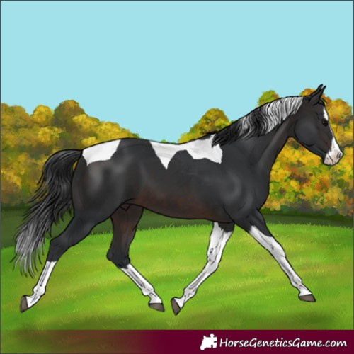 Horse Color:Brown Splash Tobiano 